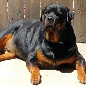 Meet your Posher, Karen